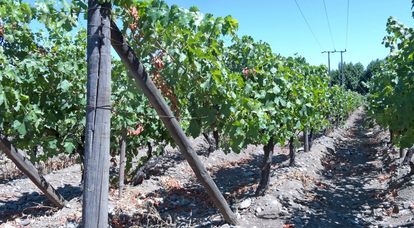 Old vine trunks tied to angled wooden posts along a stony vineyard row