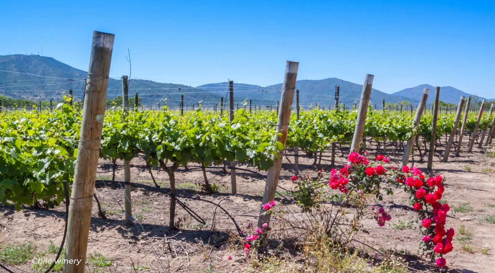 Young vines on wooden stakes with red roses at the row end and mountains behind