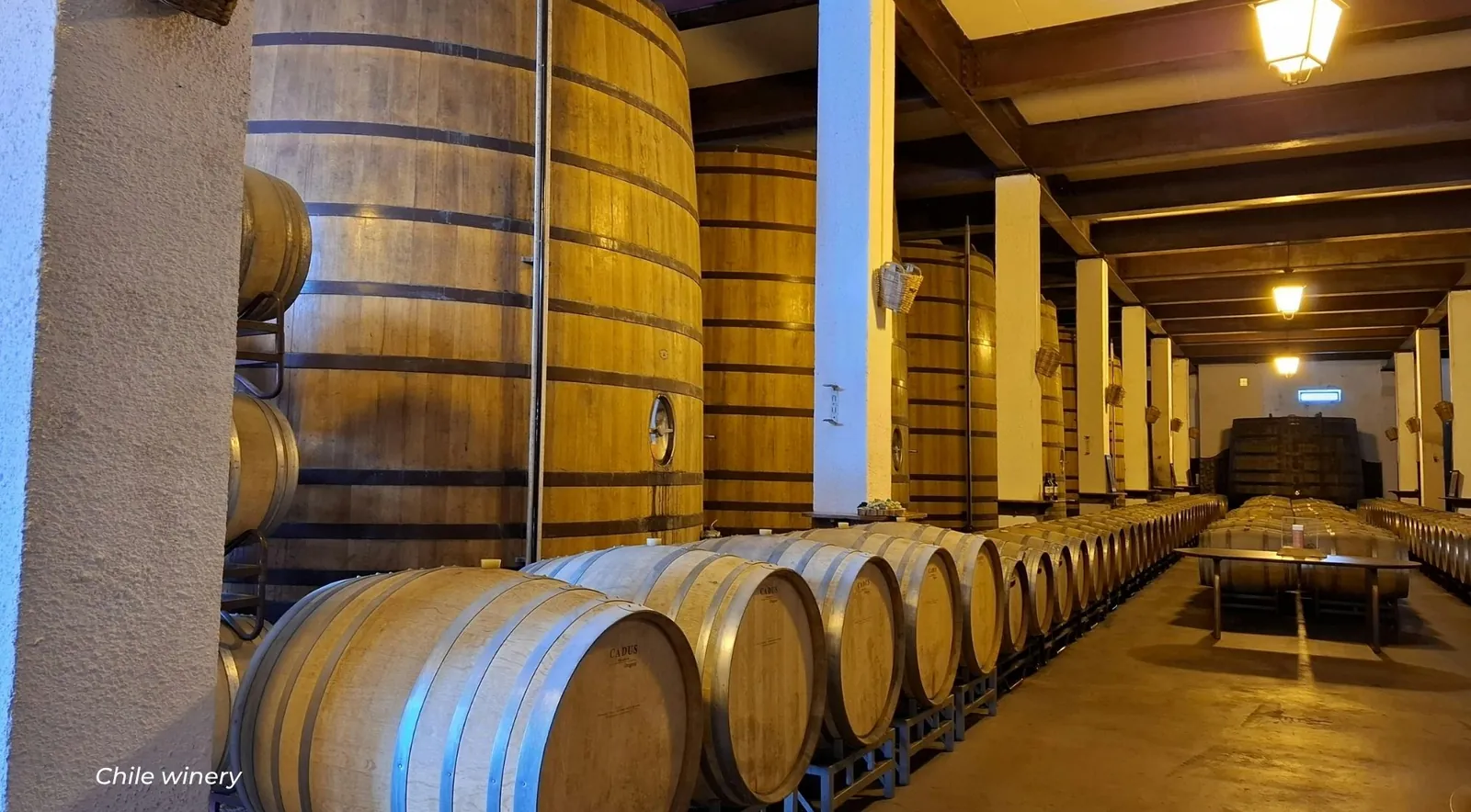 Large oak vats and rows of barrels in a lamp-lit winery cellar