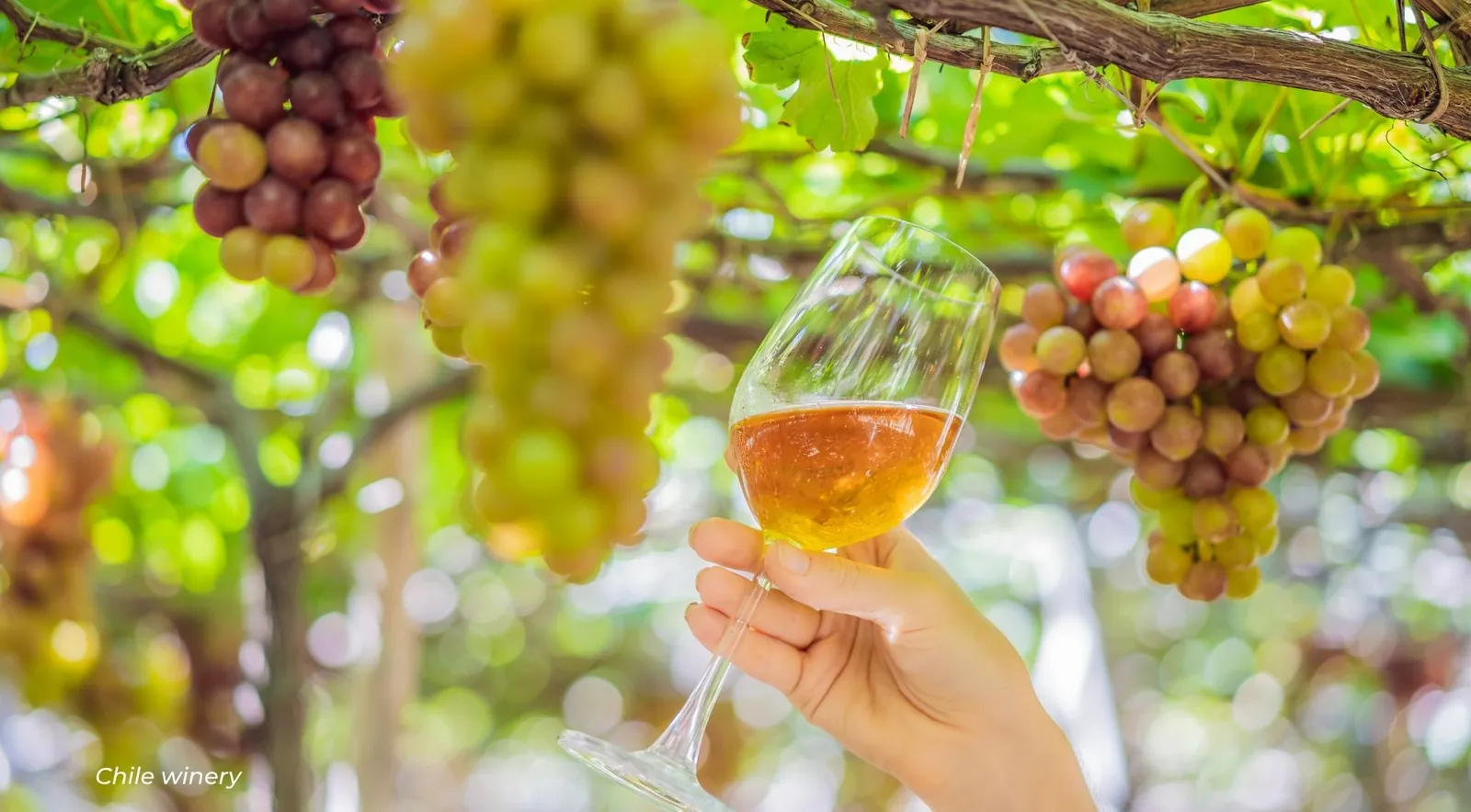 Hand holding a glass of white wine beneath bunches of red and green grapes on a pergola