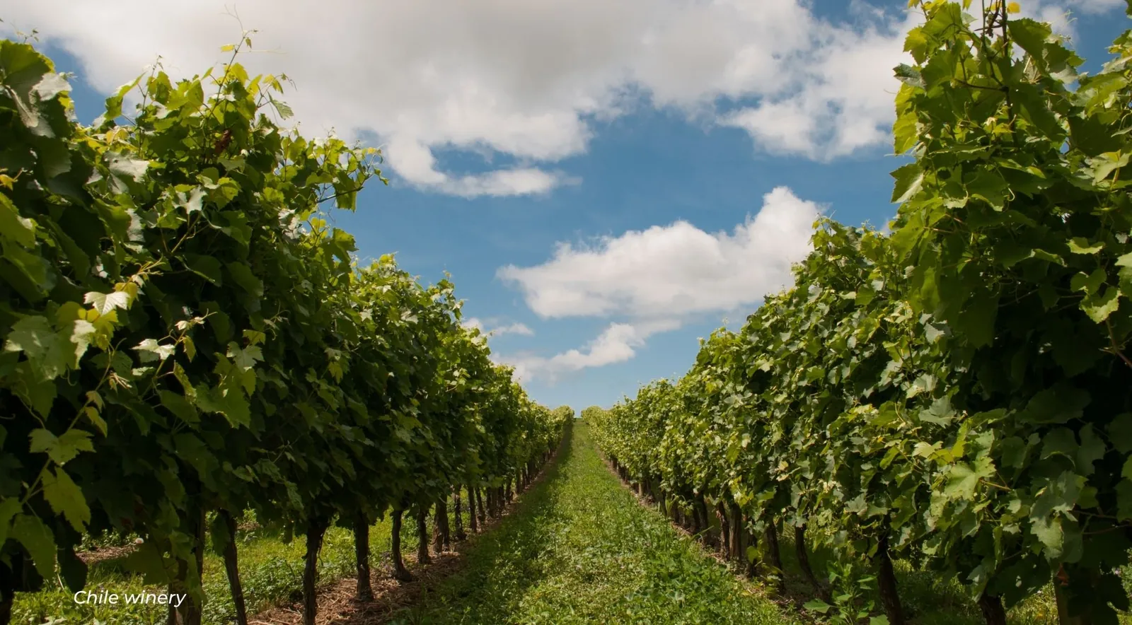 Two leafy vine rows framing a grass track under a blue sky with white clouds