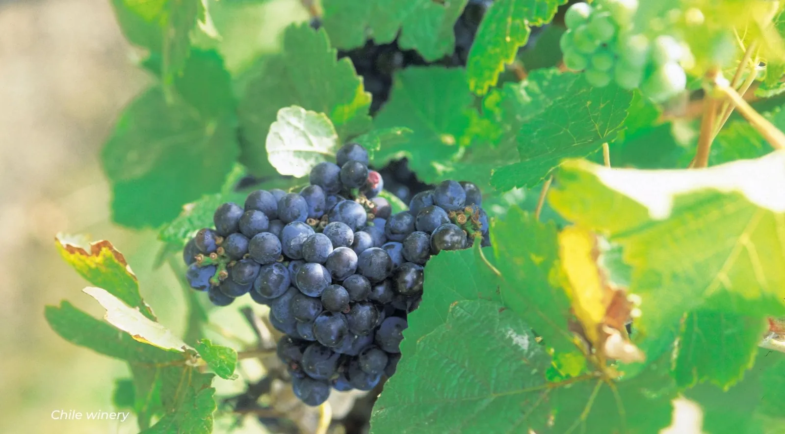 Close-up of a dark grape bunch among bright green vine leaves