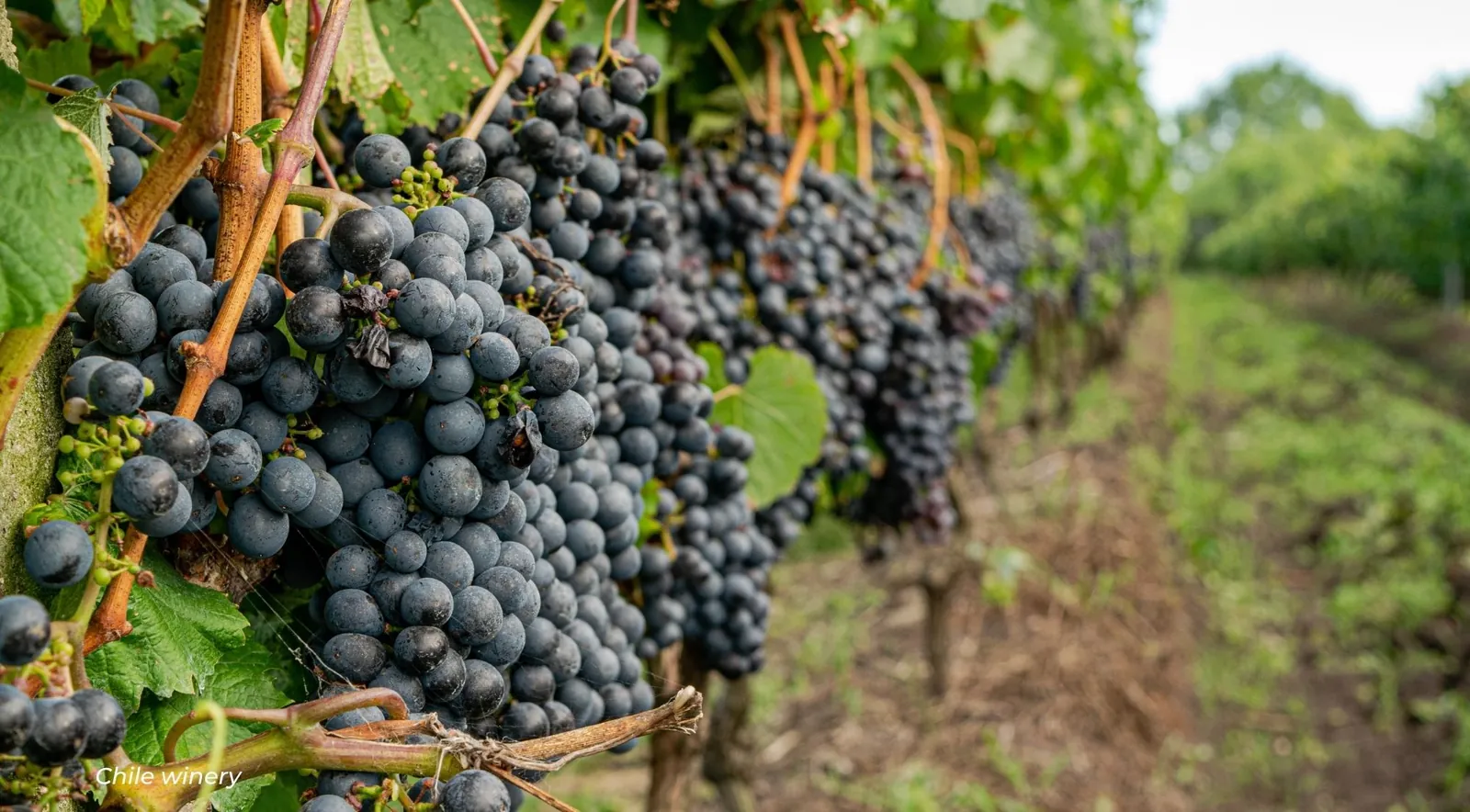 Heavy bunches of dark red-wine grapes hanging along a vine row