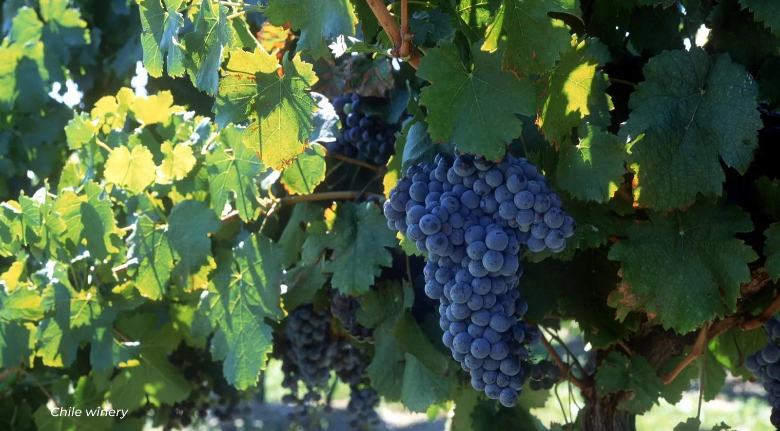 A ripe bunch of dark grapes framed by sunlit green and yellow leaves
