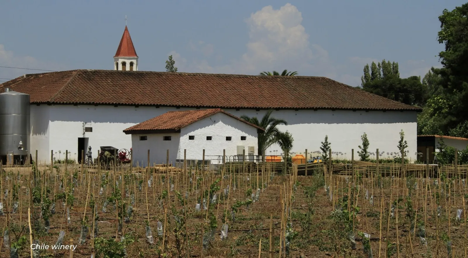 Long whitewashed winery building with a tiled roof and a small bell tower behind young vines