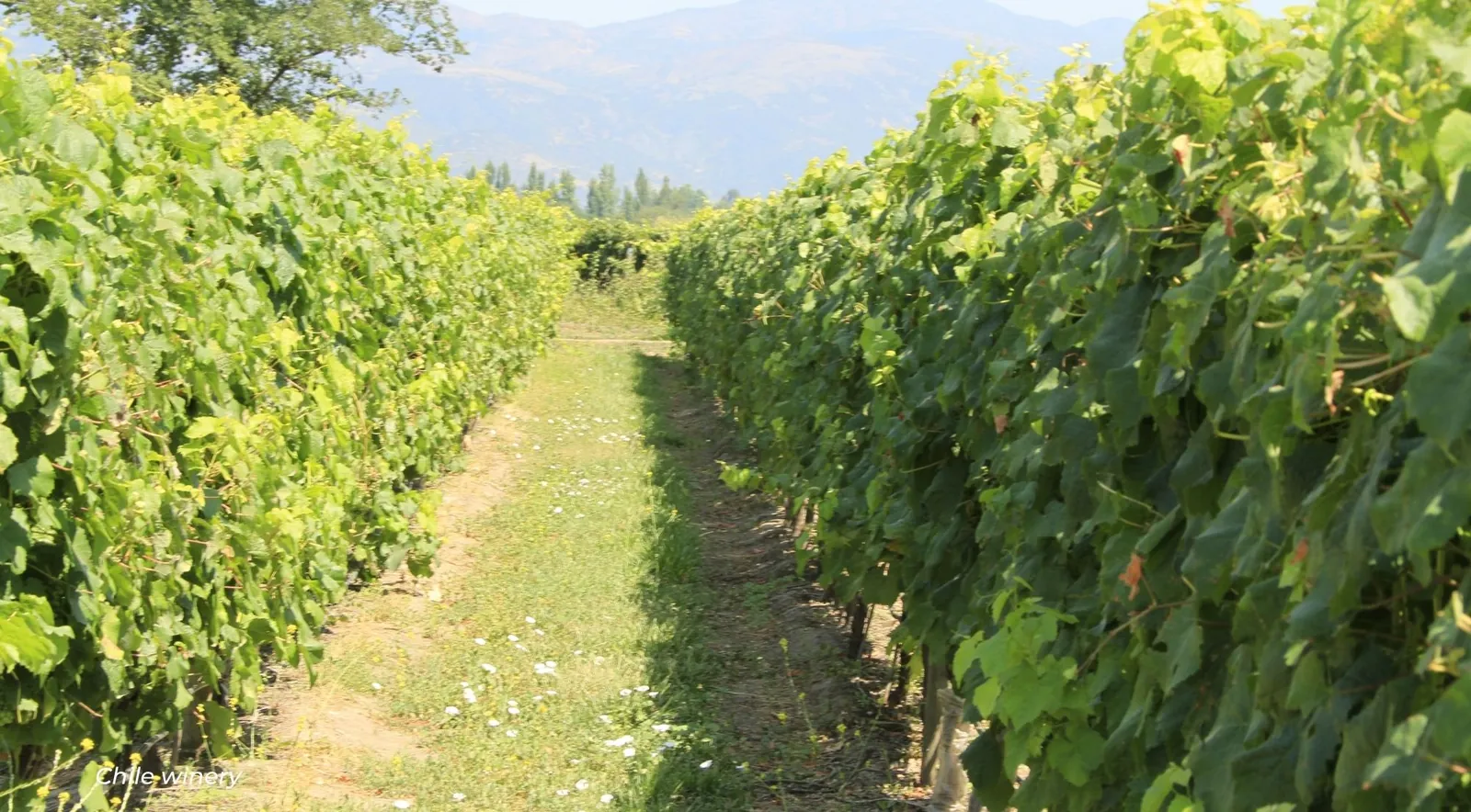 Grassy path between two tall rows of vines leading toward distant mountains