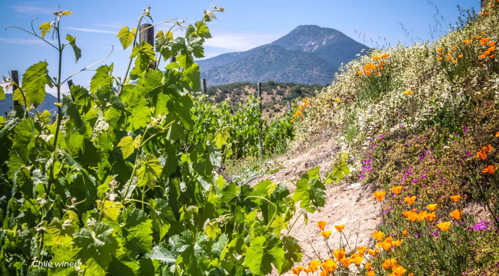 Vine leaves and orange wildflowers on a slope with a mountain peak behind