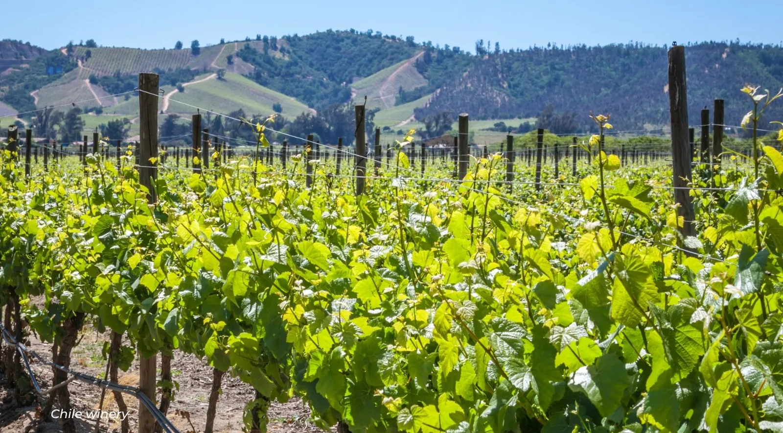 Bright green vine rows on wooden posts below a ridge of wooded hills
