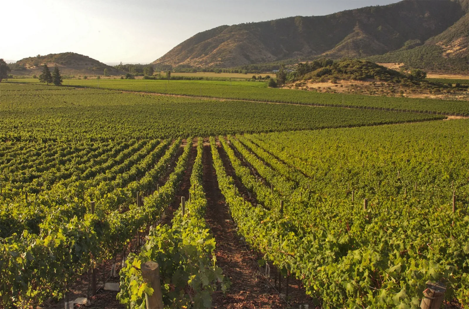 Rows of green vines stretching toward dry hills in late afternoon light