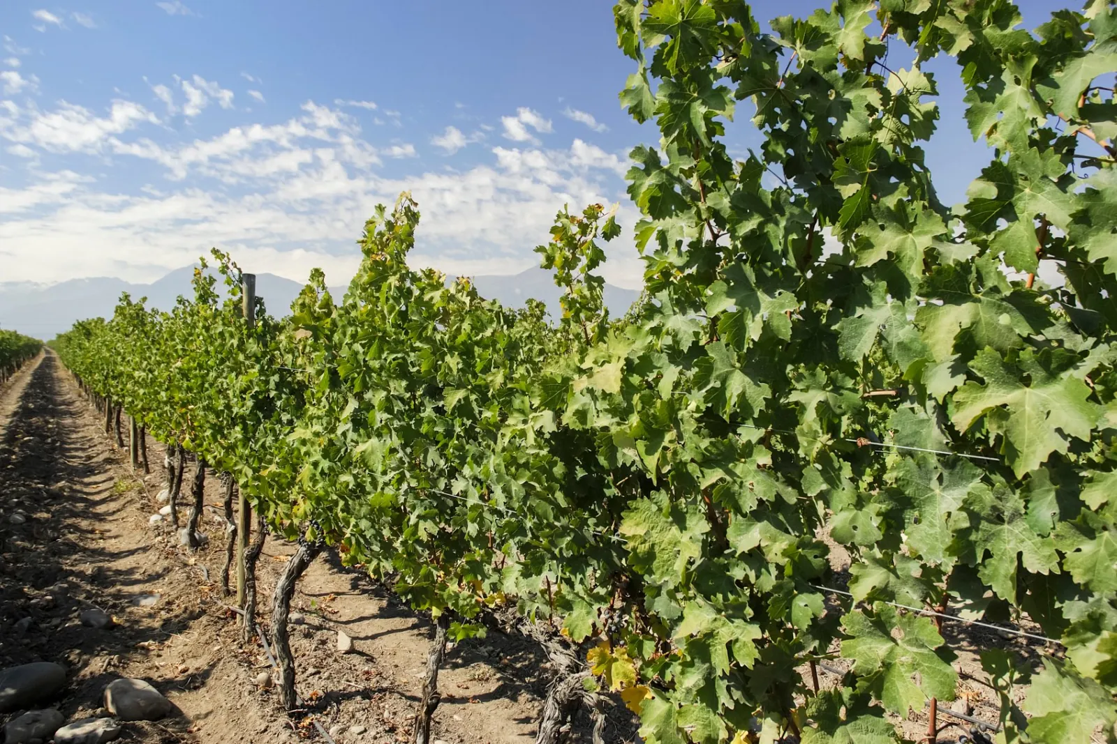 Close view of leafy grapevine rows with mountains under a blue sky