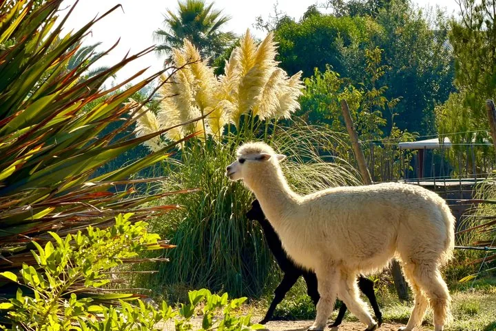Cream and black alpacas walking past pampas grass in a sunny farm garden