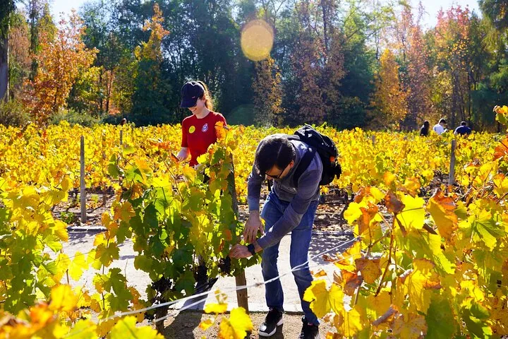Visitors among vines with yellow autumn leaves, one inspecting grapes