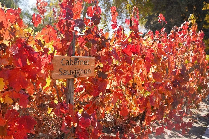 Cabernet Sauvignon sign among vines with bright red autumn leaves