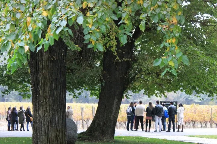 Tour group under large trees beside a vineyard with yellowing leaves